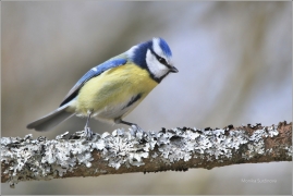 <p>SÝKORA MODŘINKA (Cyanistes caeruleus) /Eurasian blue tit - Blaumeise/</p>